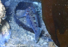 Thorogobius ephippiatus