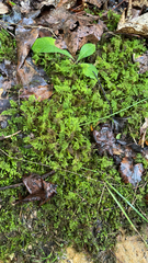 Thuidium delicatulum