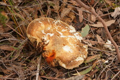 Laetiporus portentosus