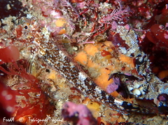 Tripterygion delaisi