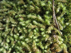 Ptychomnion aciculare