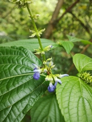 Salvia xalapensis