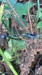 Argia sedula