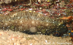 Zeugopterus punctatus