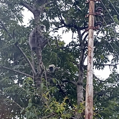 Semnopithecus schistaceus