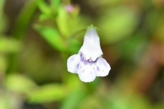 Lindernia dubia anagallidea