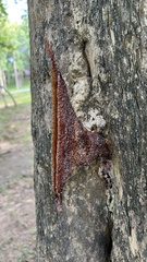 Homotrigona apicalis