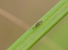 Paronellidae