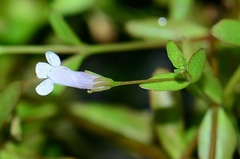 Lindernia dubia anagallidea