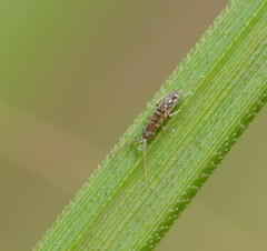 Paronellidae
