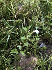 Lindernia dubia anagallidea