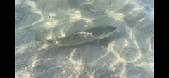 Cynoscion nebulosus
