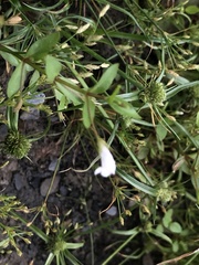 Lindernia dubia anagallidea