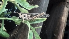 Schistocerca americana