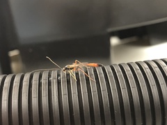 Opheltes glaucopterus