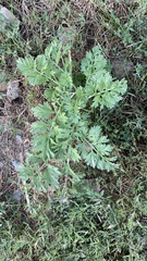 Artemisia absinthium
