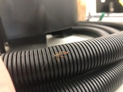 Opheltes glaucopterus