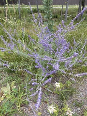 Salvia yangii
