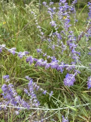 Salvia yangii