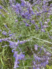 Salvia yangii