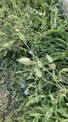 Silene latifolia alba