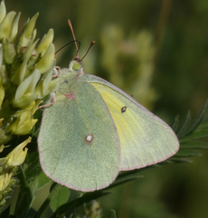Colias christina