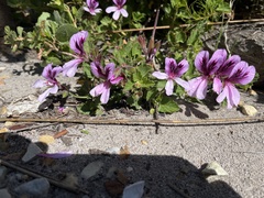 Pelargonium betulinum