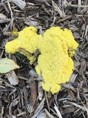 Fuligo septica