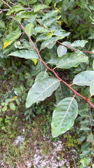 Elaeagnus umbellata