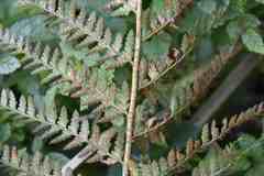 Polystichum proliferum