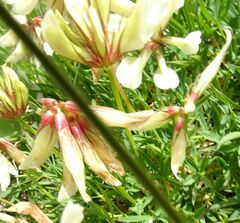 Trifolium polyphyllum