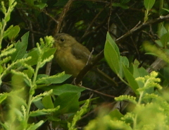 Geothlypis trichas