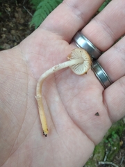 Gliophorus