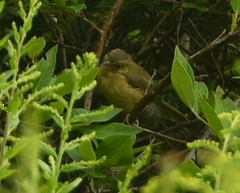Geothlypis trichas