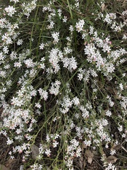 Philotheca verrucosa