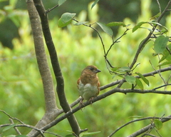 Pipilo erythrophthalmus