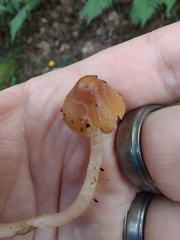 Gliophorus