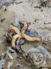 Coscinasterias muricata
