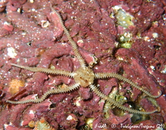 Amphipholis squamata