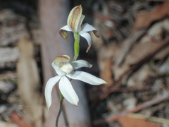 Caladenia moschata