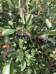 Aronia