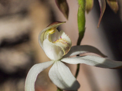 Caladenia moschata