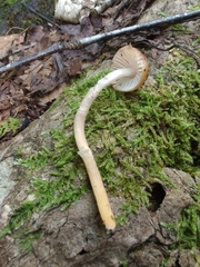 Gliophorus