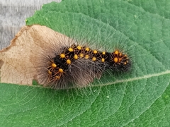Acronicta auricoma