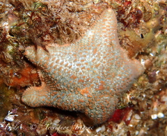 Asterina gibbosa