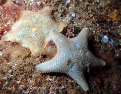 Asterina gibbosa