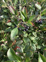 Aronia