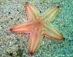 Astropecten irregularis