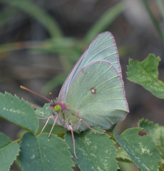 Colias christina