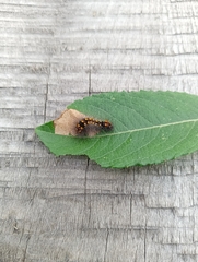 Acronicta auricoma